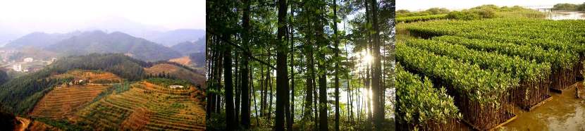 Forests_banner.jpg